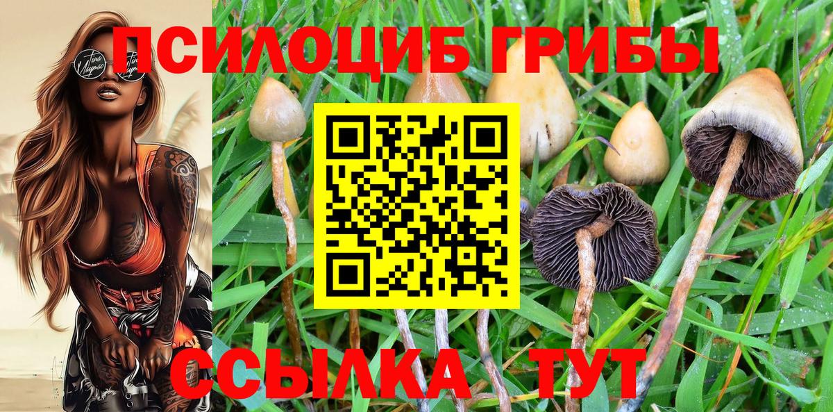 Кириши  Псилоцибиновые грибы прущие грибы  Вход с VPN 